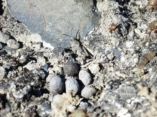 Xanthippus brooksi