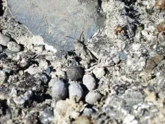 Xanthippus brooksi thumbnail 1