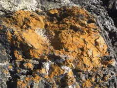 Polycauliona rosei thumbnail 3