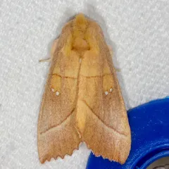 White-dotted Prominent thumbnail 2