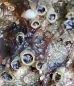 Fringed Filament Worm thumbnail 2