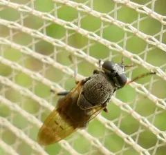 Scaled Pegleg thumbnail 1