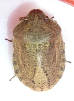Eurygaster amerinda thumbnail 4