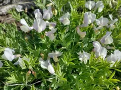 stiff pea thumbnail 1
