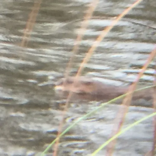North American River Otter
