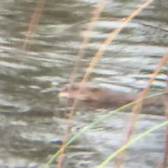 North American River Otter thumbnail 1