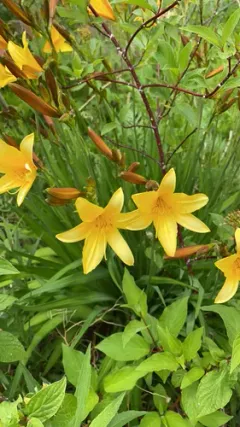 Dumortier's Daylily thumbnail 2