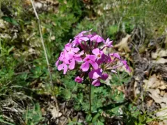 wideflower phlox thumbnail 2