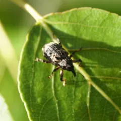 Poplar-and-Willow Borer thumbnail 4