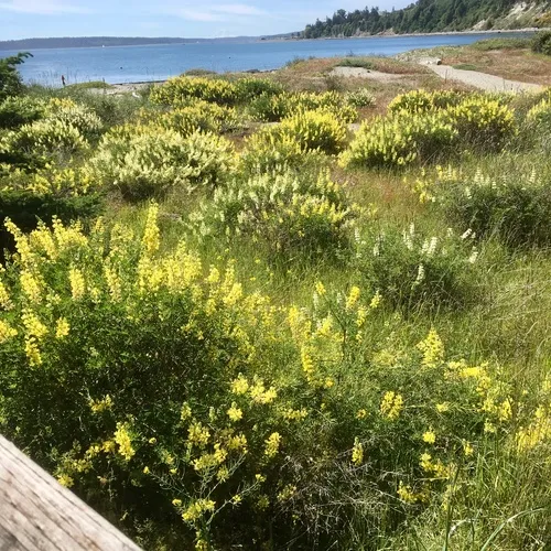 coastal bush lupine
