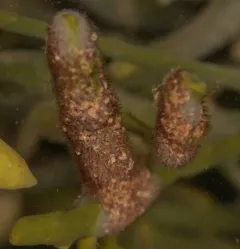 Flustrellidra hispida thumbnail 3