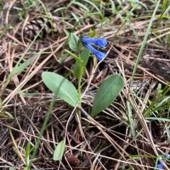 long bluebells thumbnail 4