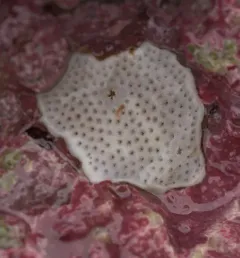Northern White Crust thumbnail 3
