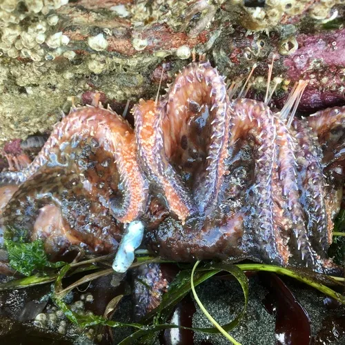 Sunflower Sea Star