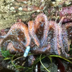 Sunflower Sea Star thumbnail 1