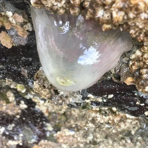 Plumose Anemone