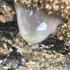 Plumose Anemone thumbnail 1