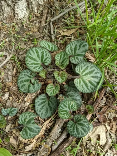 Irkutsk violet