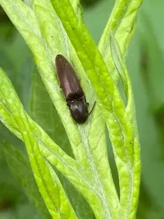Sericus viridanus thumbnail 2