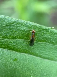 Psila bivittata thumbnail 1