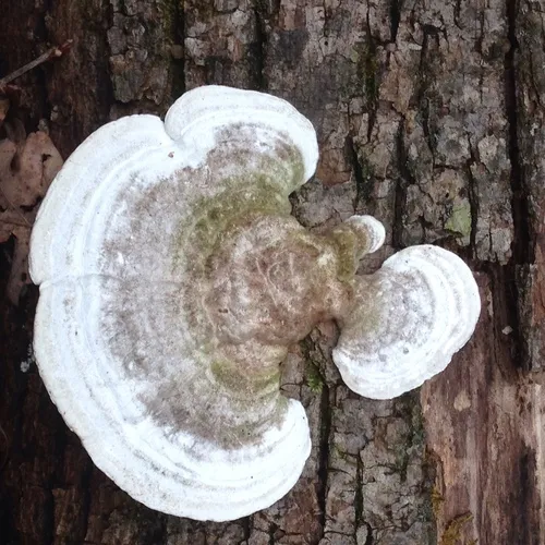 Lumpy Bracket
