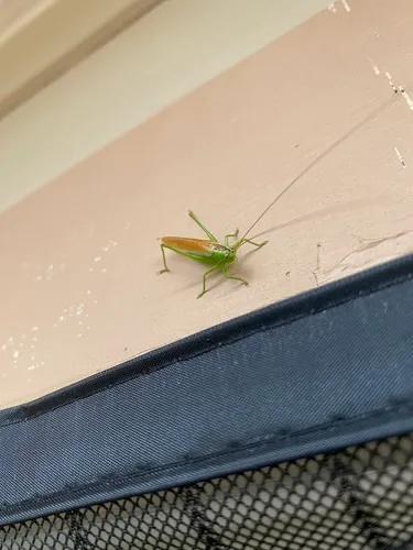 Short-winged Conehead