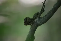 Eumayria floridana thumbnail 3