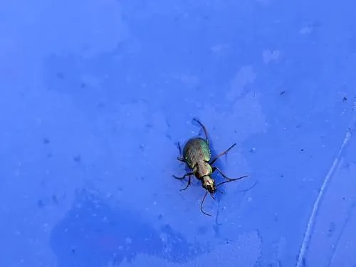 Agonum octopunctatum