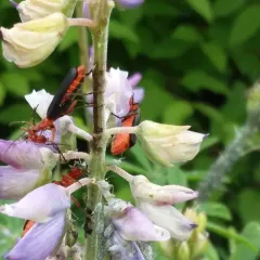 Downy Leather-winged Beetle thumbnail 1
