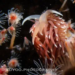 Ziminella salmonacea thumbnail 2