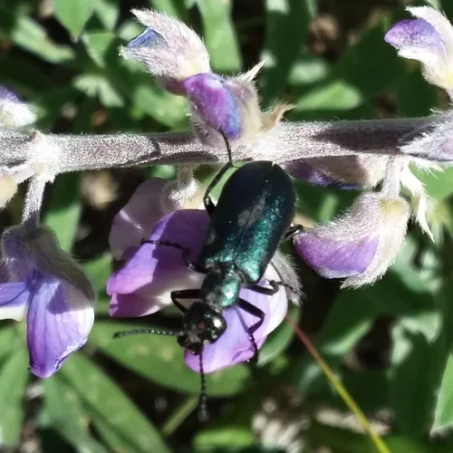 Green Blister Beetle