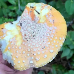 Sunshine Amanita thumbnail 3