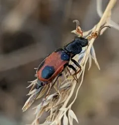 Collops versatilis thumbnail 1