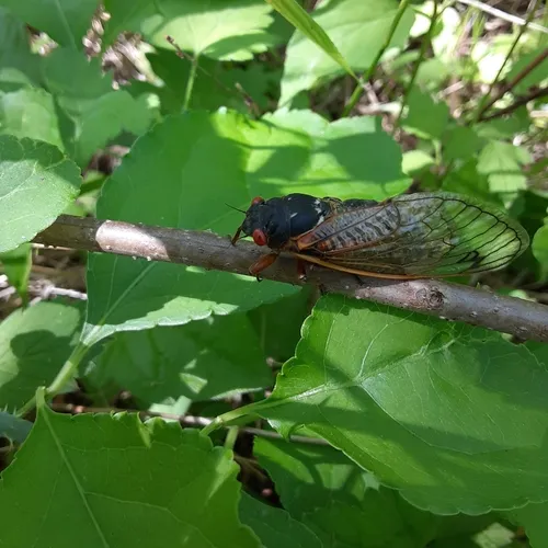 Pharaoh Cicada