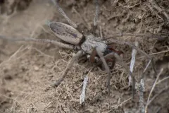 Drassodes saccatus thumbnail 3