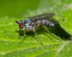 Argyra albicans thumbnail 1