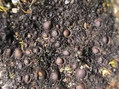 Birdnest Jellyskin Lichen thumbnail 2