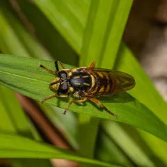 Long-horned Yellowjacket Fly thumbnail 4