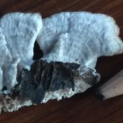violet-toothed polypore thumbnail 1