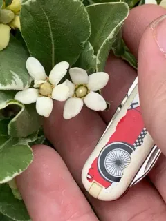 Japanese cheesewood thumbnail 1