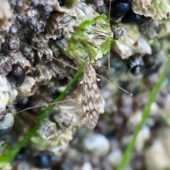 Dicranomyia marmorata thumbnail 3