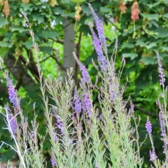 Purple Toadflax thumbnail 4