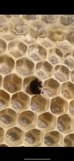 Small Hive Beetle thumbnail 2
