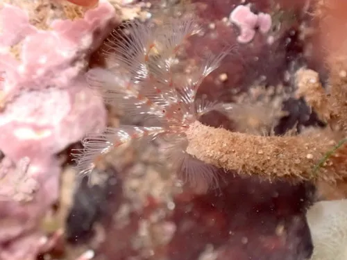 gregarious fanworm