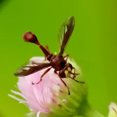 Physocephala burgessi thumbnail 4