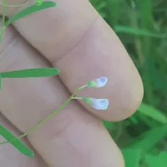 Lentil Vetch thumbnail 2