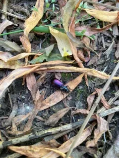 Nebria metallica thumbnail 3