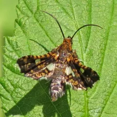 Spotted Thyris Moth thumbnail 4