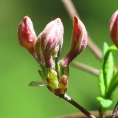early azalea thumbnail 3