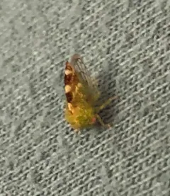 Cyrtolobus dixianus thumbnail 1